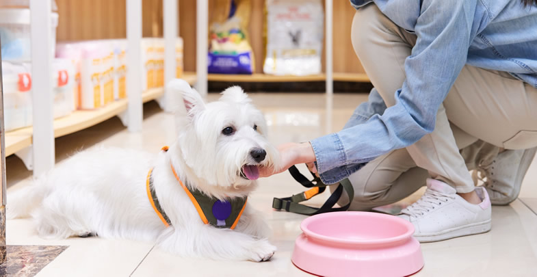 掘金藍(lán)海 寵物食品銷售——男性創(chuàng)業(yè)者的新機遇